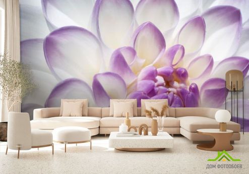 выбрать Фотообои Лепестки пиона бело-фиолетовые Фотообои, цвет: «горизонталная, горизонтальная» на стену