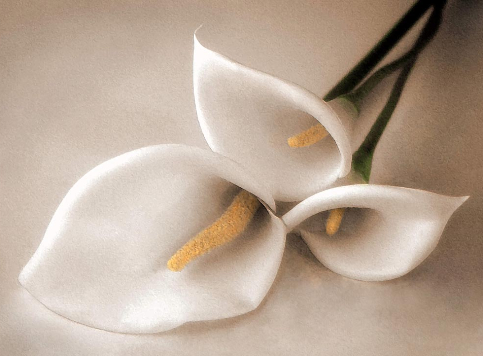 выбрать Фотообои белая лилия Каталог фотообоев на стену