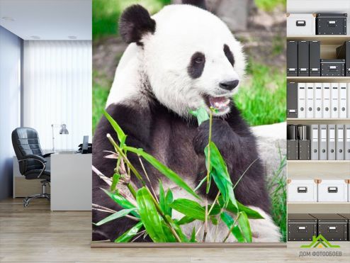 выбрать Фотообои Отдыхающая панда Фотообои Животные на стену