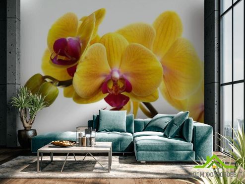 выбрать Фотообои желтые орхидеи на белом фоне Фотообои Орхидеи на стену