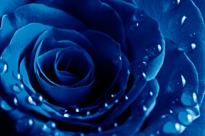 Фотообои Синяя роза с росой