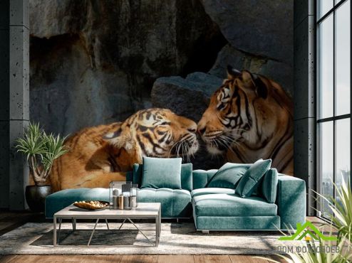 выбрать Фотообои Нежность тигров  на стену