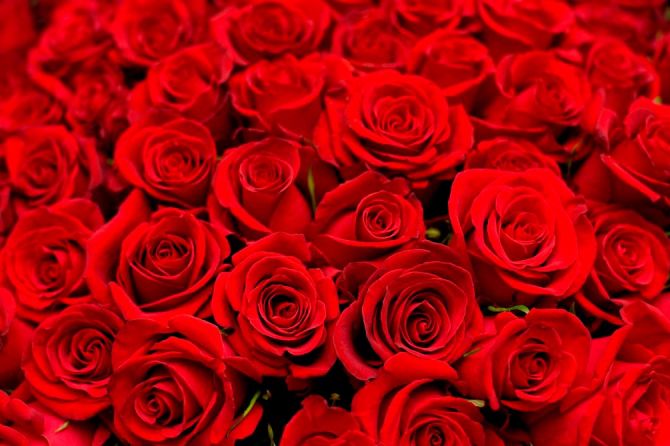 Фотошпалери Букет червоних троянд