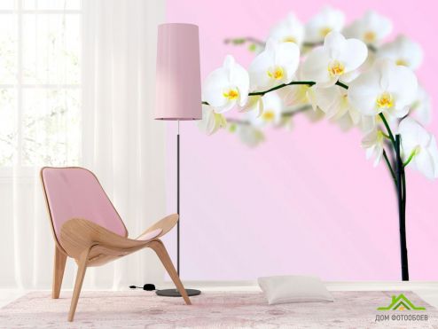 выбрать Фотообои Веточка орхидей белоснежных Фотообои Цветы на стену