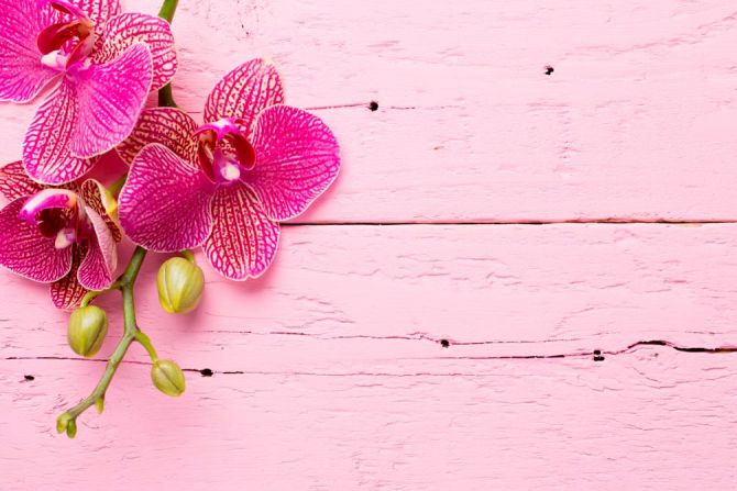 Фотообои Розовая орхидея