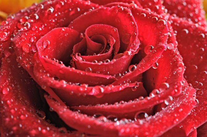 Фотообои Бутон красной розы