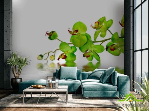 выбрать Фотообои Зеленые орхидеи Фотообои Цветы на стену