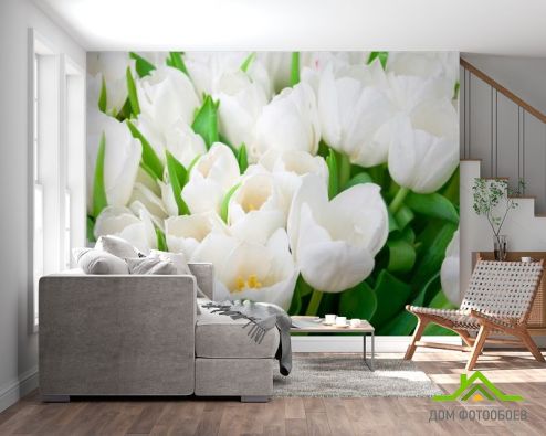 выбрать Фотообои Тюльпаны белоснежные Фотообои Фотообои Цветы: фото, горизонталная, горизонтальная  на стену