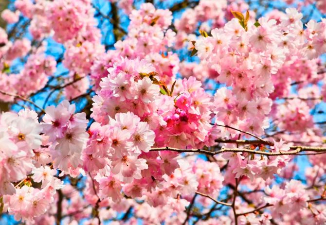 Фотошпалери Цвітіння рожевого дерева