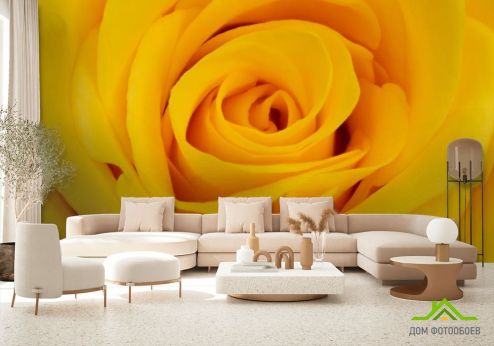 выбрать Фотообои желтая роза Фотообои Цветы на стену