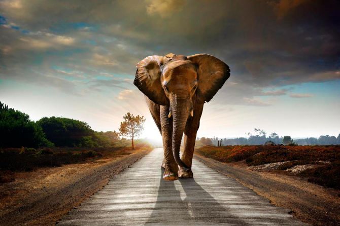 Фотошпалери Слон на дорозі