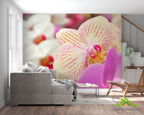 выбрать Фотошпалери Орхідеї в цяточку Фотошпалери Орхідеї на стіну