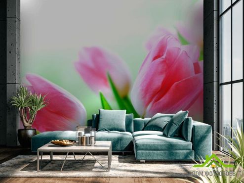 выбрать Фотообои Тюльпаны в цвету Фотообои Фотообои Цветы: фото  на стену