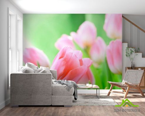 выбрать Фотообои Нежно-розовые тюльпаны Фотообои Тюльпаны на стену