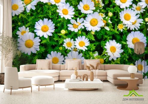 выбрать Фотошпалери ромашки і зелень Фотошпалери Фотошпалери Квіти: квадратна, горизонтальна орієнтація на стіну