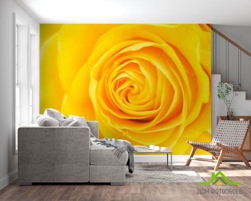 выбрать Фотообои Желтая роза крупным планом Фотообои Фотообои Цветы: горизонталная, горизонтальная, желтый ориентация на стену