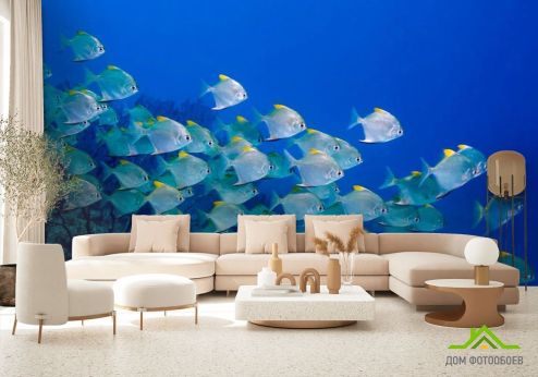 выбрать Фотошпалери Зграя риб Блакитні фотошпалери на стіну