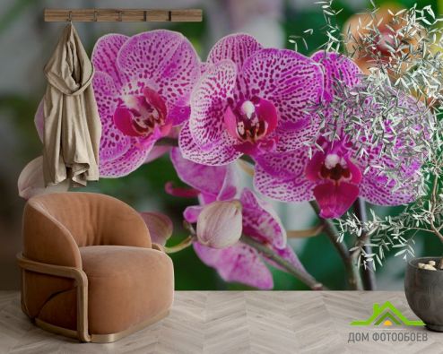 выбрать Фотообои Орхидеи в розовую крапинку Фотообои Фотообои Орхидеи: фото, розовый  на стену