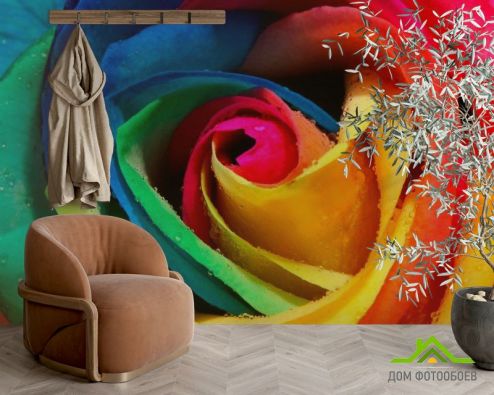 выбрать Фотообои Разноцветная роза Фотообои Фотообои Цветы: фото, разноцветный  на стену