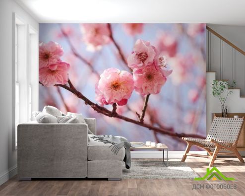 выбрать Фотообои Розовые вишневые соцветия Фотообои Фотообои Цветы: розовый на стену
