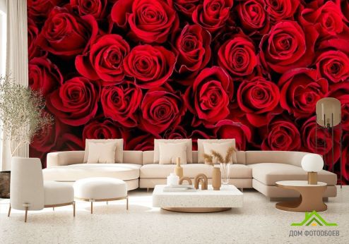 выбрать Фотошпалери red roses Фотошпалери, колір: «квадратна, горизонтальна» на стіну