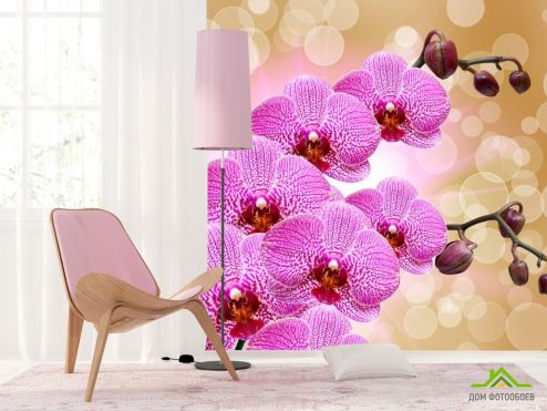 выбрать Фотошпалери Фотошпалери Яскраво-рожеві орхідеї Фотошпалери Орхідеї на стіну
