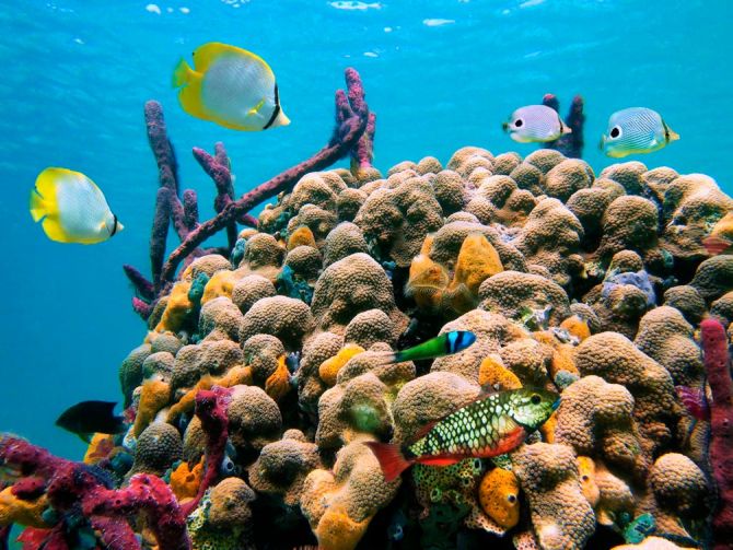 Фотошпалери Кораловий риф
