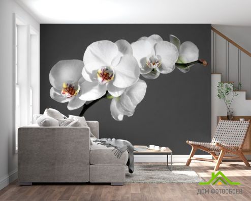 выбрать Фотообои белая орхидея на сером фоне Фотообои Фотообои Цветы:  на стену