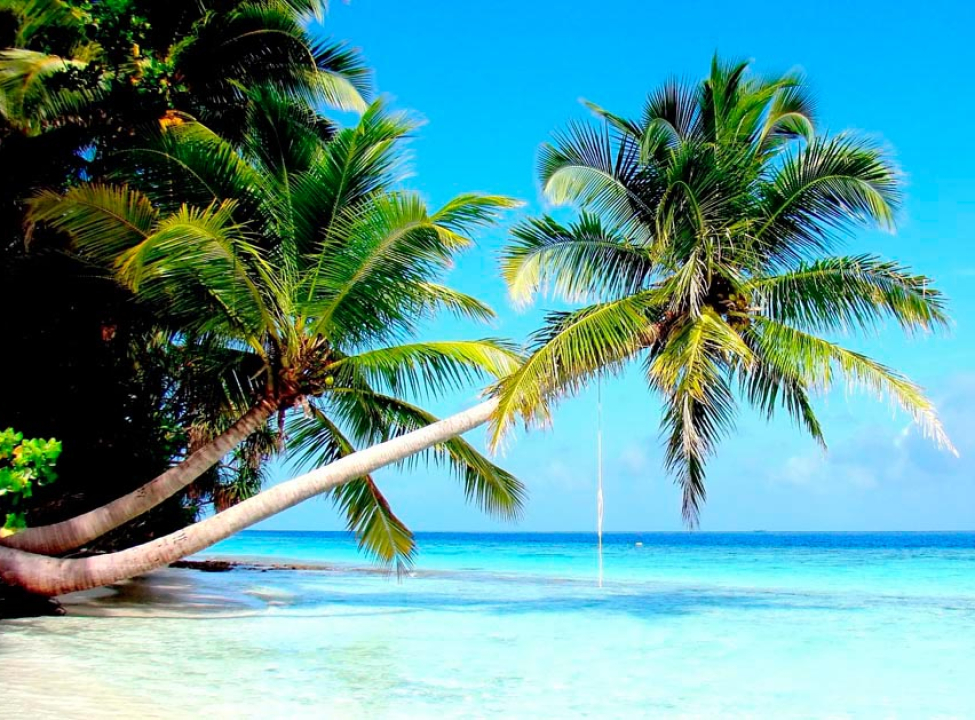 выбрать Фотообои Пальмы и море Фотообои Море на стену