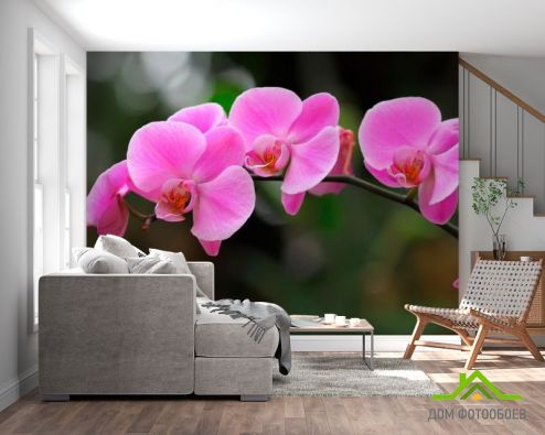 выбрать Фотообои Орхидеи нежно-розовые Фотообои Фотообои Орхидеи: фото, розовый  на стену