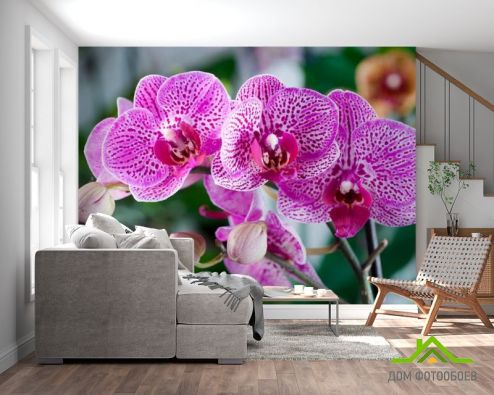выбрать Фотообои Орхидеи в розовую крапинку Фотообои Фотообои Цветы: розовый на стену