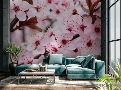 выбрать Фотообои Цветущее весной деревце Розовые фотообои на стену