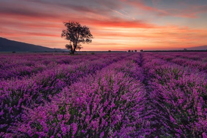 Фотообои сиреневое поле и розовый закат