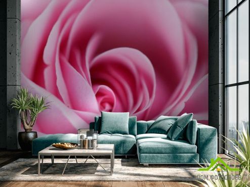 выбрать Фотошпалери Рожева бліда троянда  на стіну