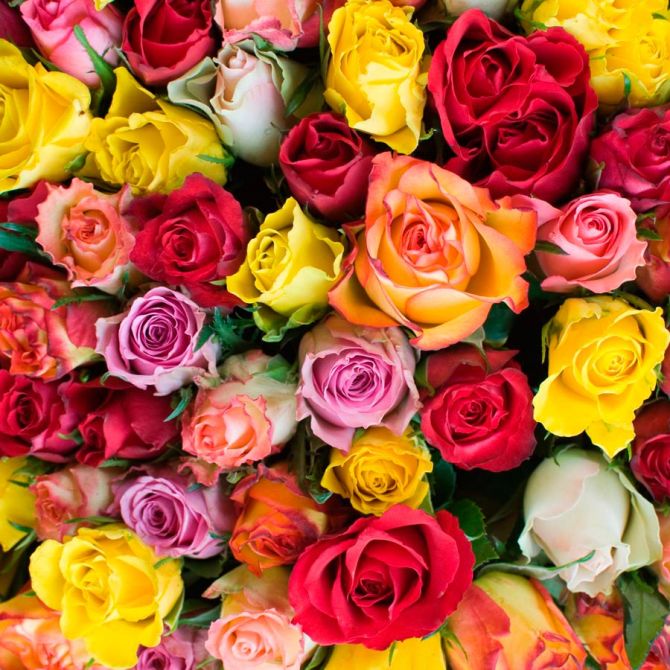 Фотообои Розы разноцветные