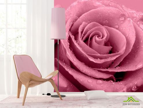 выбрать Фотошпалери Макро-зйомка троянди Фотошпалери Квіти на стіну