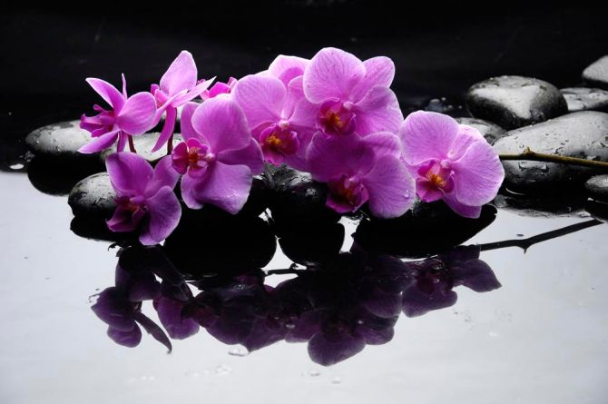 Фотообои Ветка орхидеи на камнях