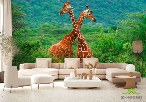 выбрать Фотообои Дружба жирафов Зеленые фотообои на стену