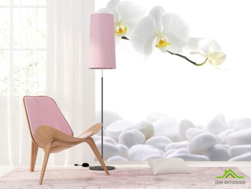 выбрать Фотообои Орхидеи белые Фотообои Фотообои Цветы: квадратная ориентация на стену