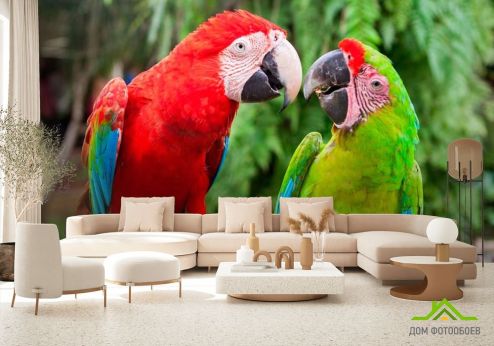 выбрать Фотообои Общение попугаев Фотообои Животные на стену
