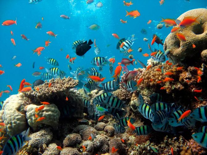 Фотошпалери Рибки в коралових рифах