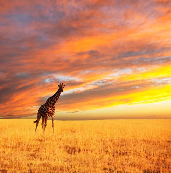 Фотошпалери Жираф у полі