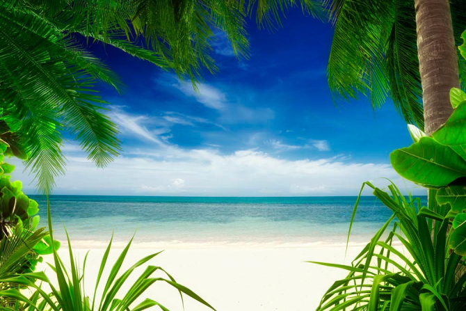 Фотошпалери Вид з-за пальми