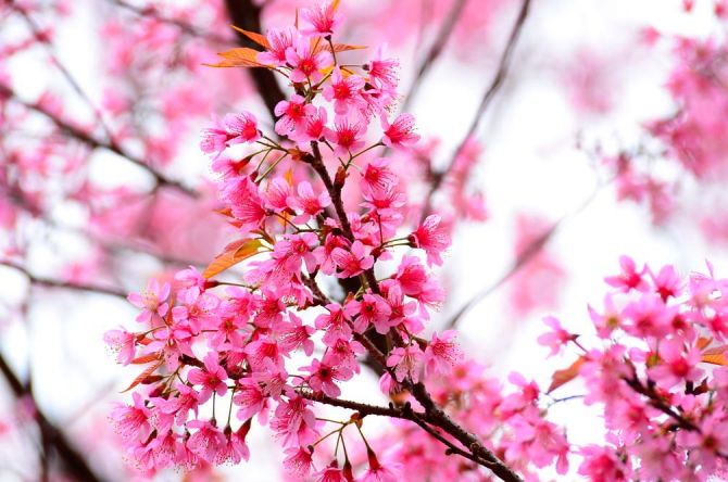 Фотошпалери Квітуче рожеве дерево