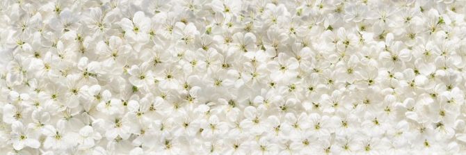 Фотошпалери білі квіти