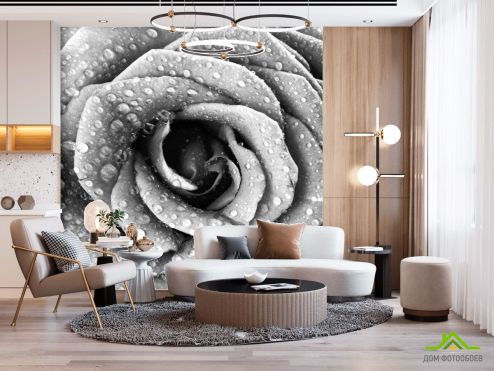 выбрать Фотообои Че6рно-белая роза Фотообои Фотообои Розы: квадратная ориентация на стену