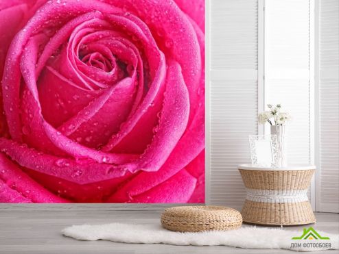выбрать Фотошпалери Роса на блідій розі Фотошпалери Квіти на стіну