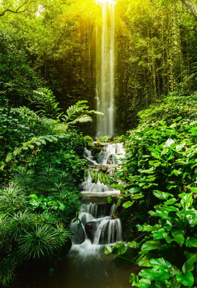 Фотообои водопад и лес