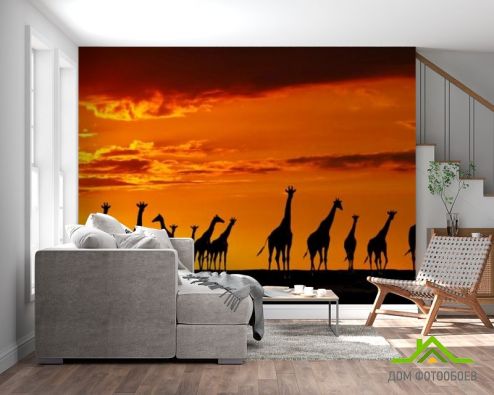 выбрать Фотообои много жирафов и закат Фотообои Фотообои Природа: горизонталная, горизонтальная ориентация на стену