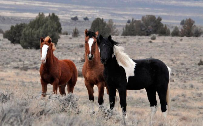 Фотообои Три лошади